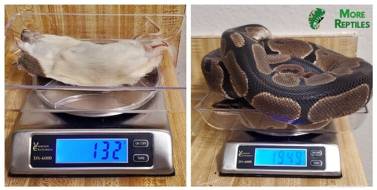 Optimal Mouse Size for Ball Pythons: Safe Feeding Guidelines