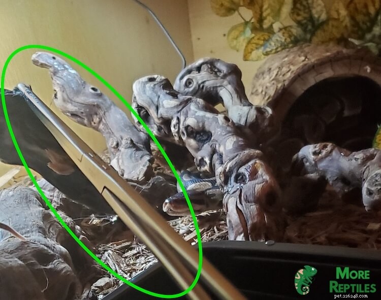 Optimal Mouse Size for Ball Pythons: Safe Feeding Guidelines