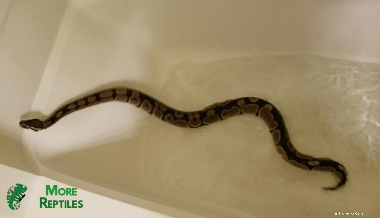 Ball Python Pooping Frequency: What’s Normal & How to Spot Issues