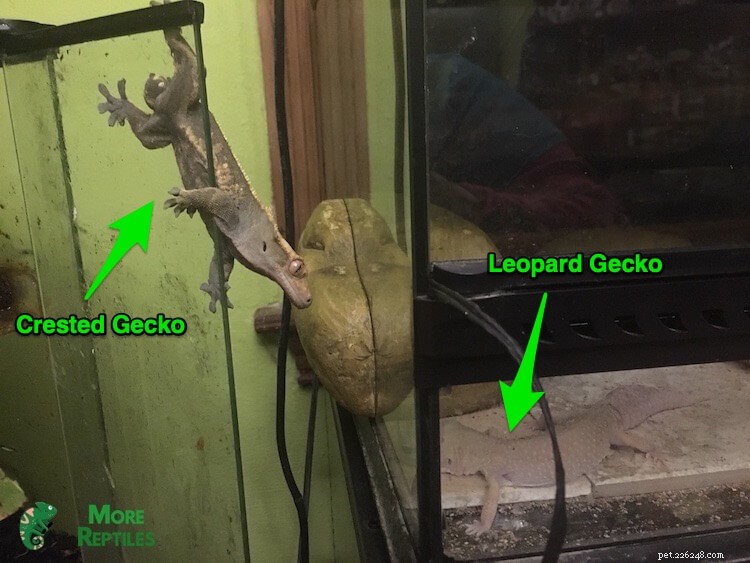 Crested vs Leopard Geckos: 10 Key Differences for Pet Owners