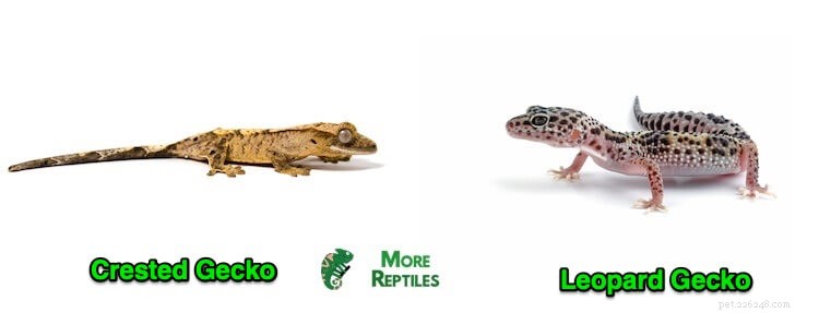 Crested vs Leopard Geckos: 10 Key Differences for Pet Owners