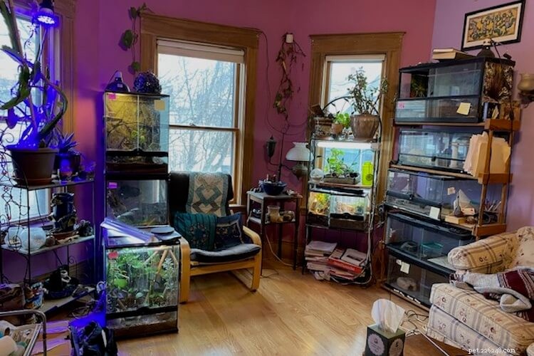 Crested vs Leopard Geckos: 10 Key Differences for Pet Owners