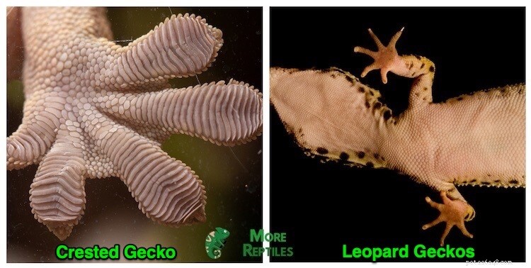 Crested vs Leopard Geckos: 10 Key Differences for Pet Owners
