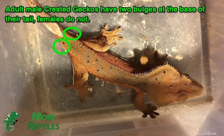 Identifying Male vs Female Crested Geckos: A Simple Guide
