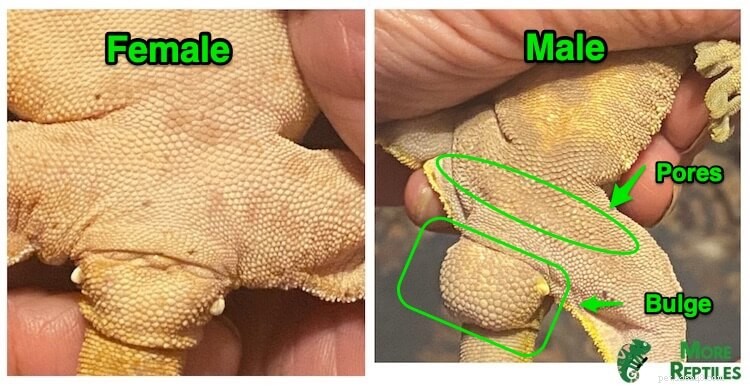 Identifying Male vs Female Crested Geckos: A Simple Guide