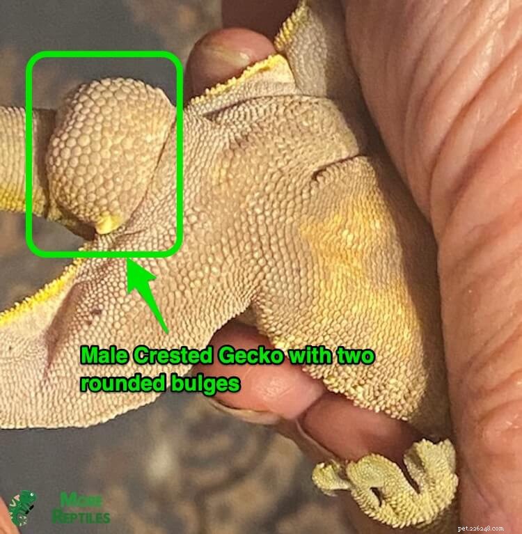 Identifying Male vs Female Crested Geckos: A Simple Guide