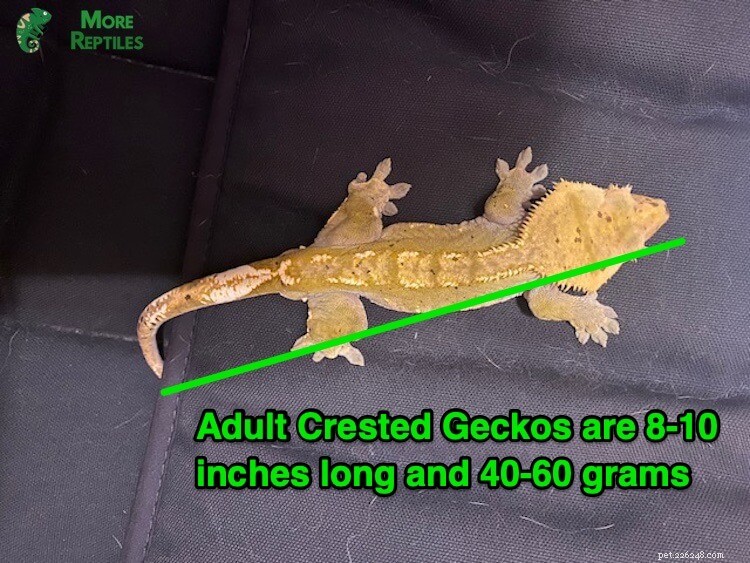 Crested Gecko Size Guide: Growth, Length, and Weight Explained