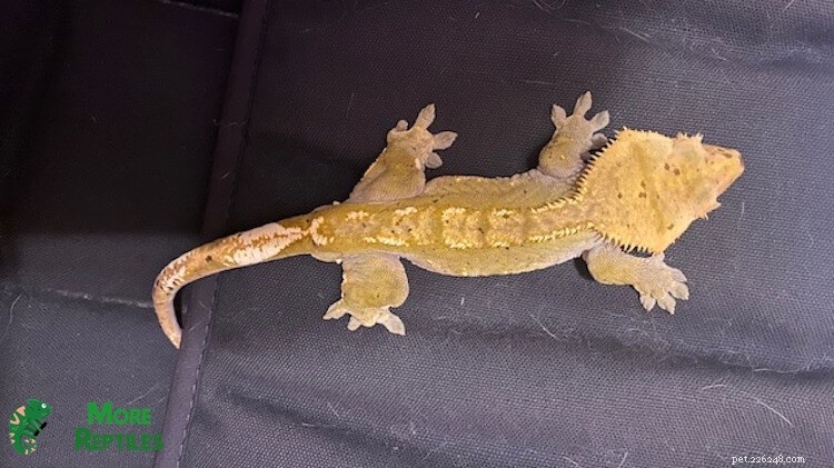 Crested Gecko Size Guide: Growth, Length, and Weight Explained