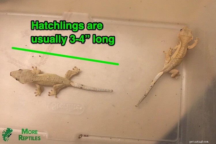 Crested Gecko Size Guide: Growth, Length, and Weight Explained