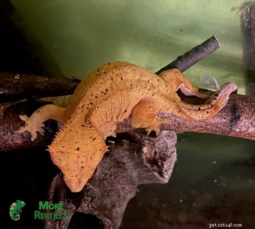 Crested Gecko Size Guide: Growth, Length, and Weight Explained
