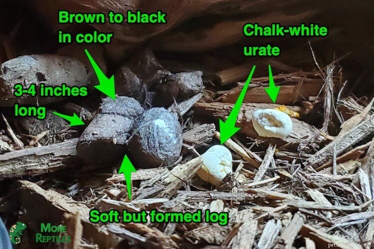 Ball Python Fecal Health: Recognize Healthy Poop & Spot Issues