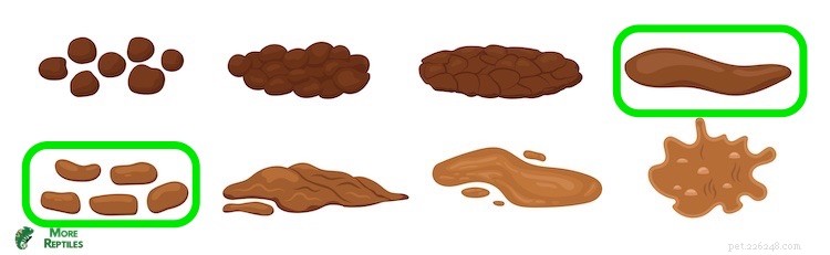 Ball Python Fecal Health: Recognize Healthy Poop & Spot Issues