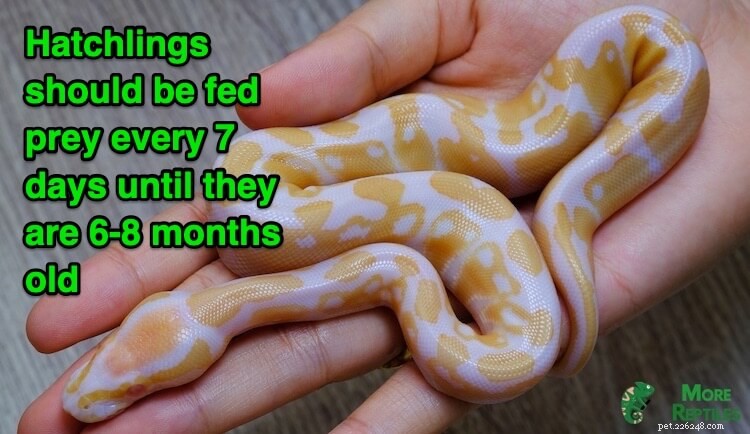 Ball Python Feeding Guide: Frequency, Portions, and Health Tips