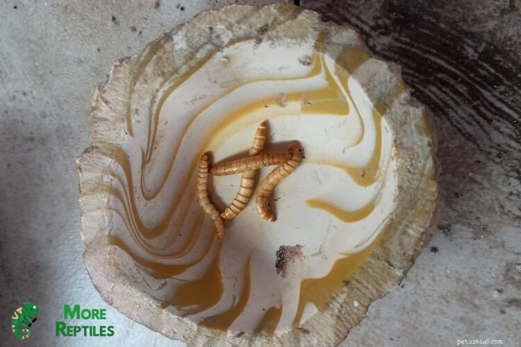 Feeding Leopard Geckos: Optimal Mealworm Quantity – A Practical Chart & Expert Guide