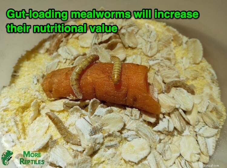 Feeding Leopard Geckos: Optimal Mealworm Quantity – A Practical Chart & Expert Guide