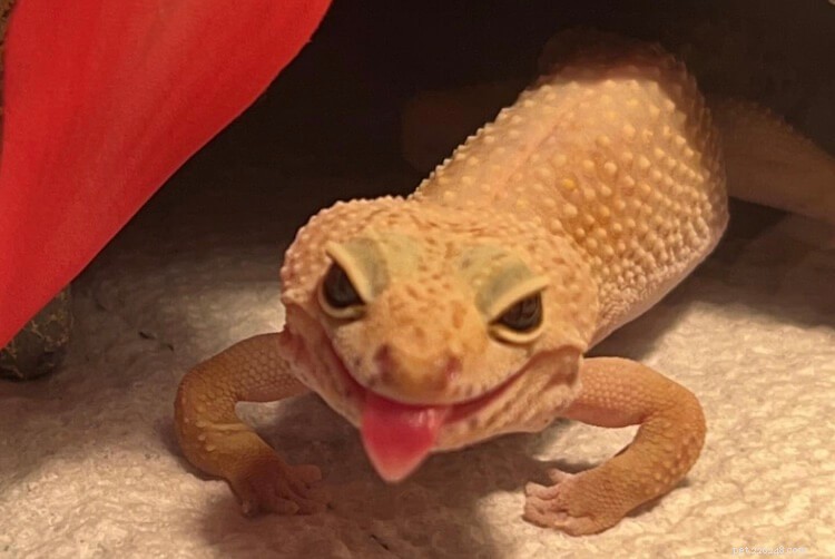 Preventing Metabolic Bone Disease in Leopard Geckos: Recognizing Signs and Effective Treatments