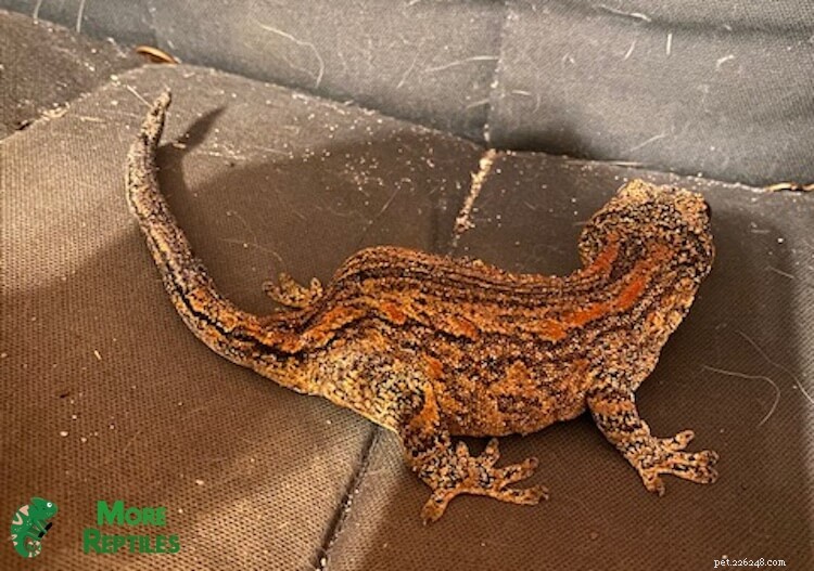 Understanding Metabolic Bone Disease in Crested Geckos: Symptoms, Causes, and Treatment