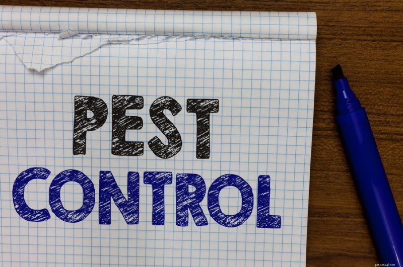 Comprehensive Pest Control Guide: Protect Your Home with Confidence