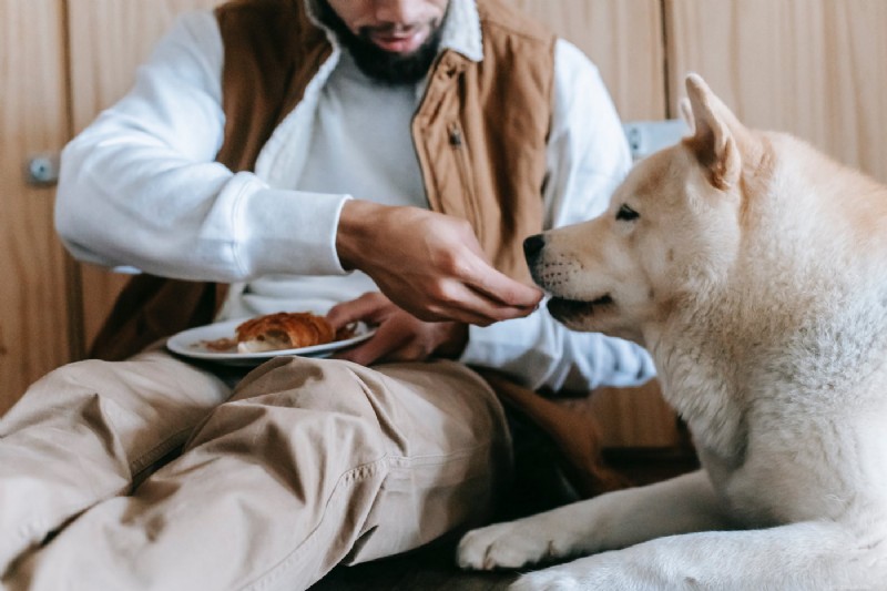 4 Essential Steps for Superior Dog Care & Well-Being