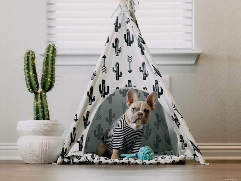 Create the Ideal Home for Your Pet: Expert Tips for a Comfortable Living Space