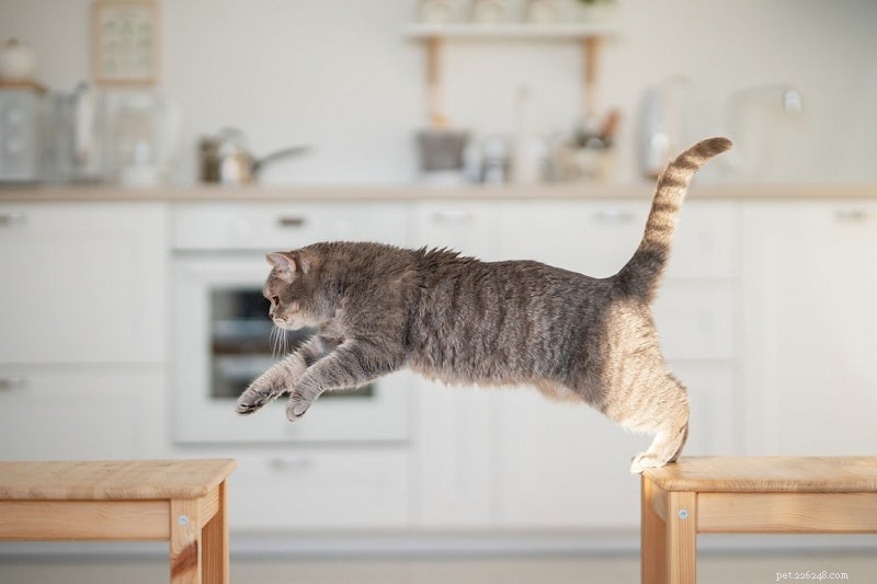 Understanding Cat Injuries: Causes, Symptoms, and Essential Care