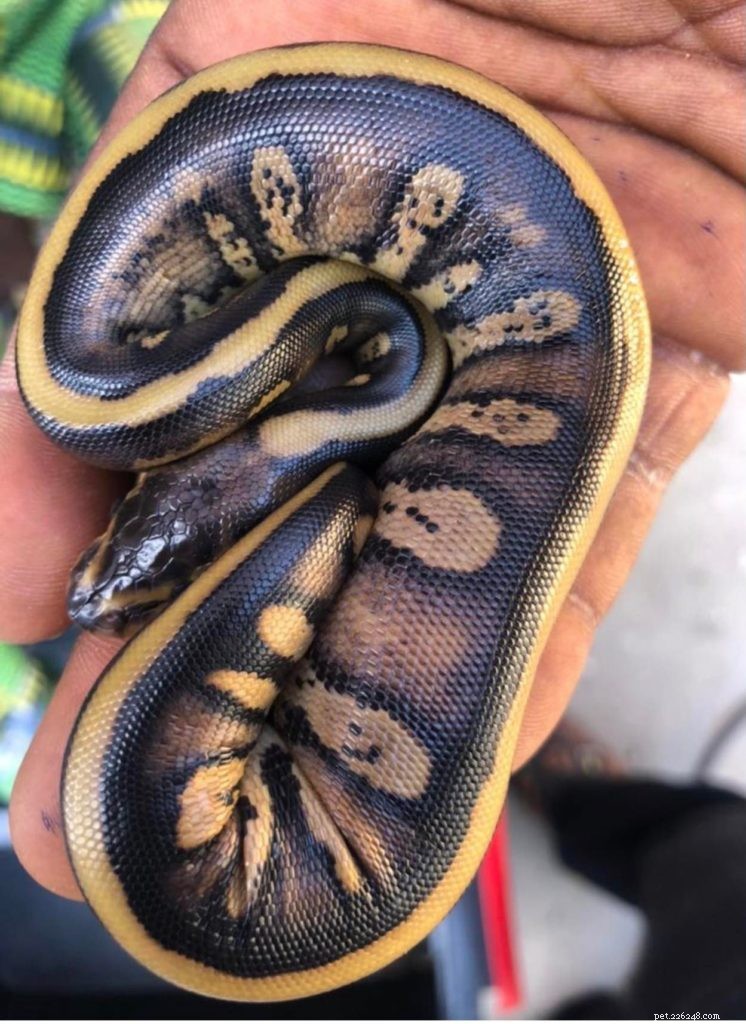 Premium African Ball Pythons – Exclusive New Morphs Handpicked for Quality