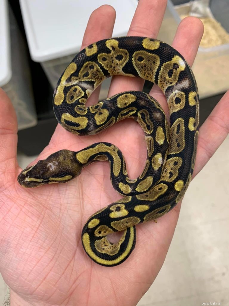 Premium African Ball Pythons – Exclusive New Morphs Handpicked for Quality