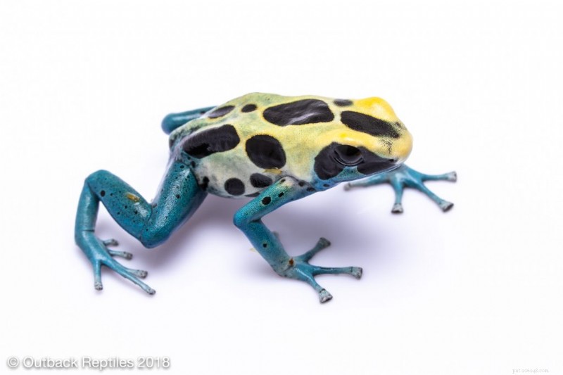 Expert Guide to Caring for Poison Dart Frogs: A Beginner s Complete Handbook