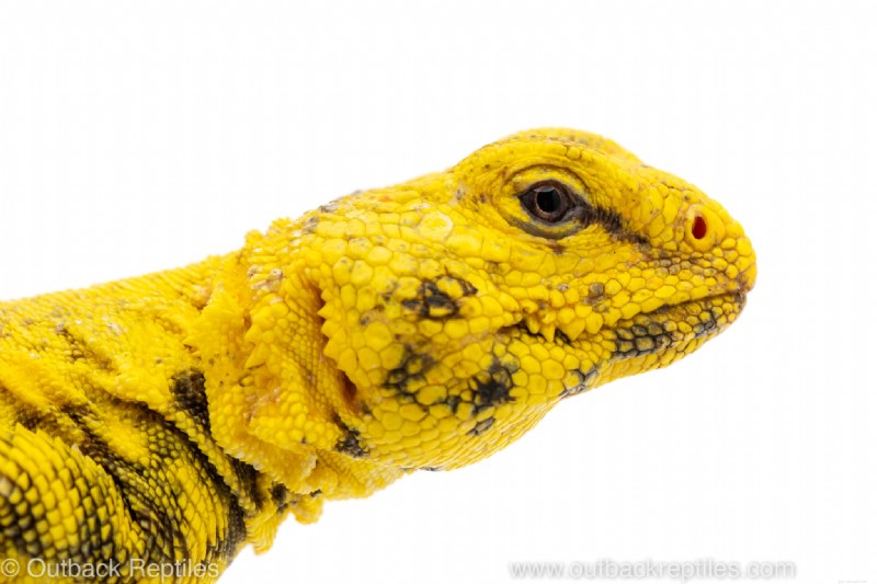 Ultimate Guide to Caring for Saharan Uromastyx: Housing, Feeding & Handling Essentials