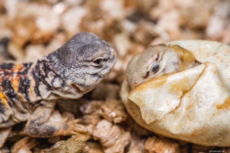 Ultimate Guide to Caring for Saharan Uromastyx: Housing, Feeding & Handling Essentials