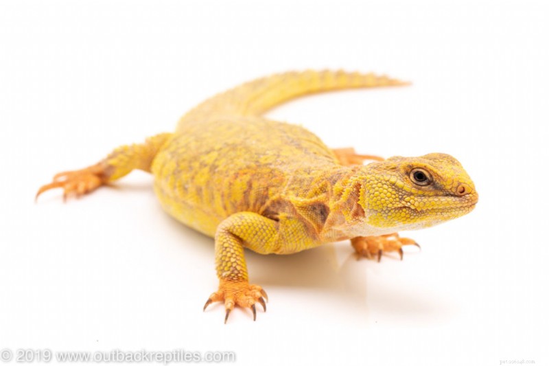 Ultimate Guide to Caring for Saharan Uromastyx: Housing, Feeding & Handling Essentials