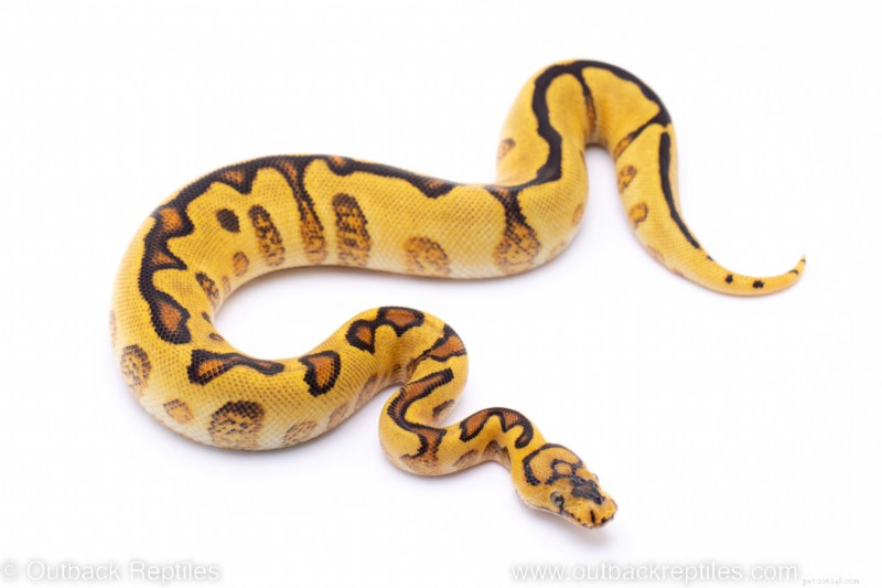 Ultimate Ball Python Care Guide: Expert Tips for Health & Happiness