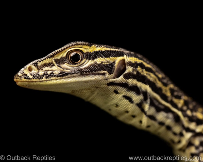 Master Manual Mode: Elevate Your Reptile Photography with Expert Exposure Techniques