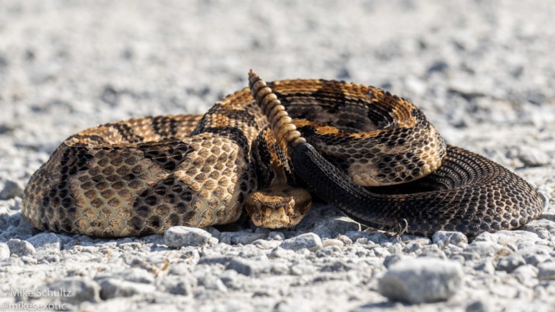 Master Manual Mode: Elevate Your Reptile Photography with Expert Exposure Techniques