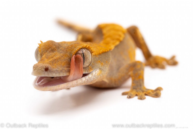 Master Manual Mode: Elevate Your Reptile Photography with Expert Exposure Techniques