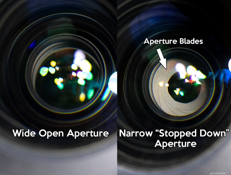 Master Manual Mode: Elevate Your Reptile Photography with Expert Exposure Techniques