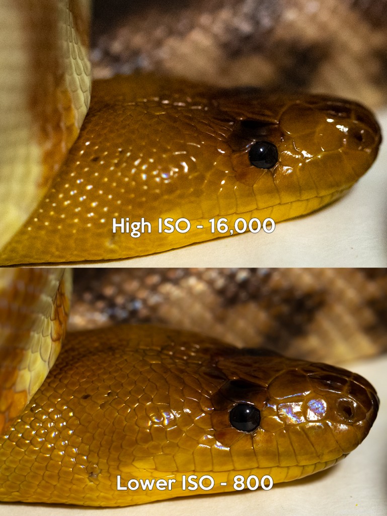 Master Manual Mode: Elevate Your Reptile Photography with Expert Exposure Techniques
