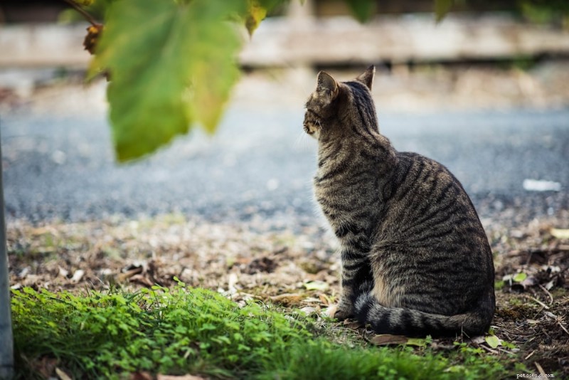 The Curious Case: Why Cats Fear Cucumbers and Bananas