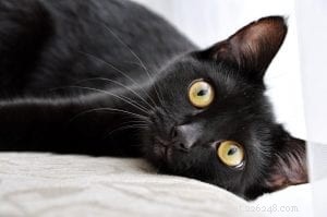 The Ultimate Guide to Black Tabby Cats: History, Traits & Care