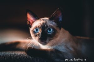 Tonkinese Cats Unveiled: The Ultimate Expert Guide