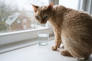 Everything You Need to Know About the Devon Rex Cat: Care, Health & Personality