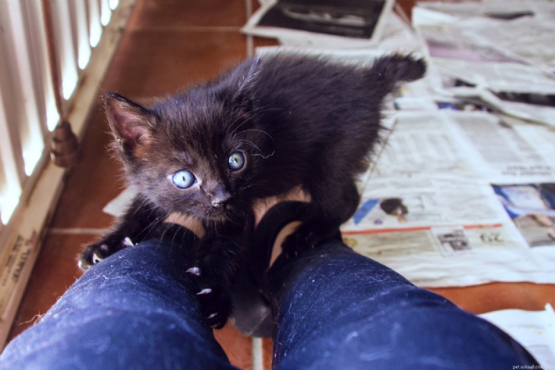 Why Does My Cat Bite My Feet? 7 Key Reasons and How to Stop It