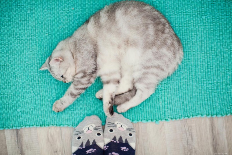 Why Does My Cat Bite My Feet? 7 Key Reasons and How to Stop It