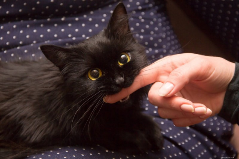 Why Does My Cat Bite My Feet? 7 Key Reasons and How to Stop It