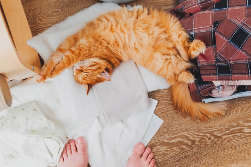 Why Does My Cat Bite My Feet? 7 Key Reasons and How to Stop It
