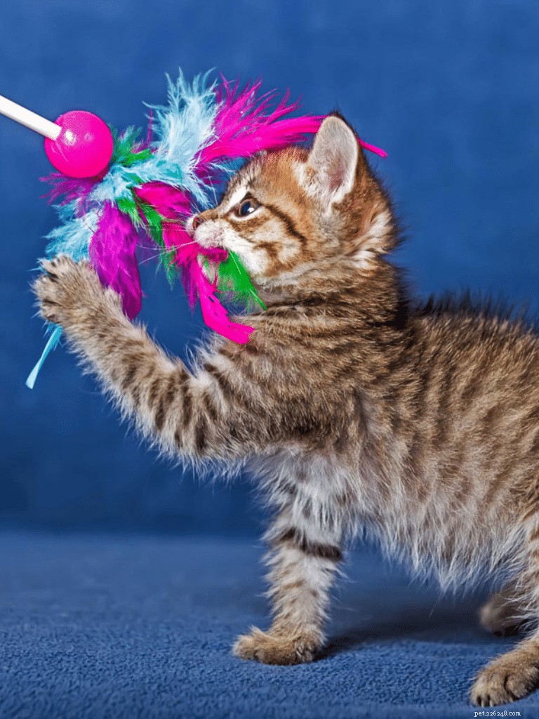 Why Does My Cat Bite My Feet? 7 Key Reasons and How to Stop It