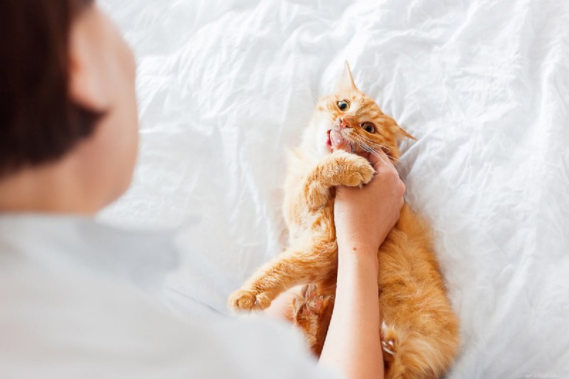 Why Does My Cat Bite My Feet? 7 Key Reasons and How to Stop It
