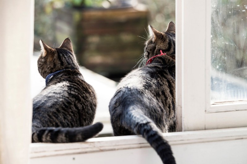 Understanding Why Cats Chase Their Tails: 4 Insightful Reasons Beyond Play