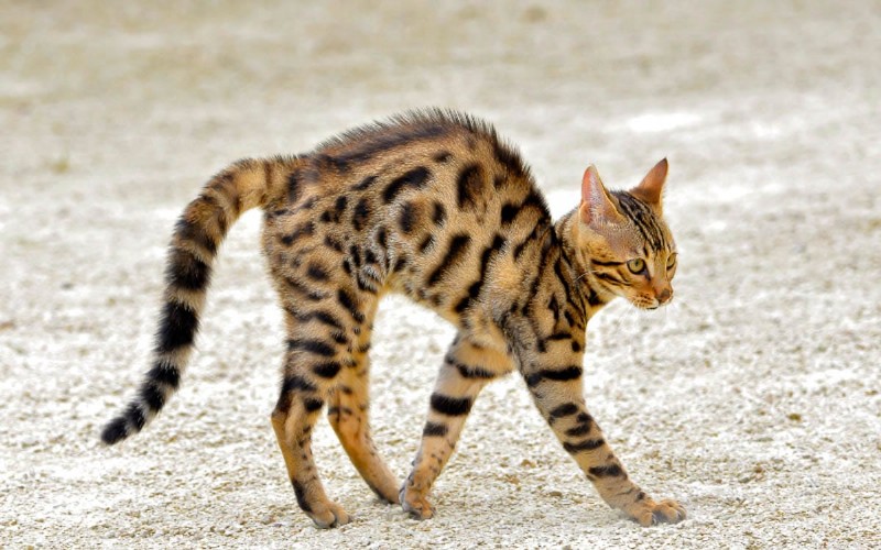6 Key Reasons Cats Arch Their Back (and What It Means)