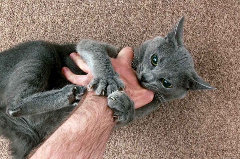 6 Key Reasons Cats Arch Their Back (and What It Means)